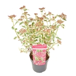 Image de Hydrangea serr. Euphoria® 'pink' (PBR)