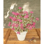 Image de Hydrangea serr. Euphoria® 'pink' (PBR)