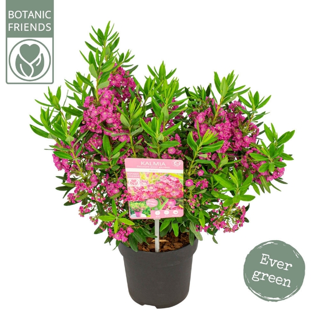 Image de Kalmia angustifolia 'Rubra'