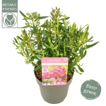 Image de Kalmia angustifolia 'Rubra'