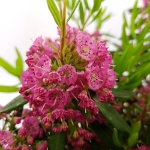 Image de Kalmia angustifolia 'Rubra'
