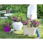 Image de Kalmia angustifolia 'Rubra'