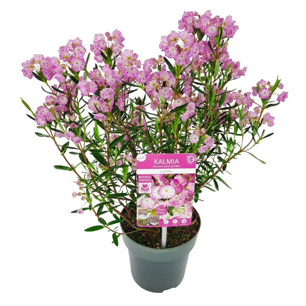 Image de Kalmia polifolia