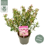 Image de Kalmia polifolia