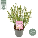 Image de Kalmia polifolia