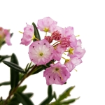 Image de Kalmia polifolia