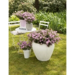 Image de Kalmia polifolia