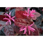 Image de Loropetalum chin. 'Fire Dance'