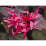 Image de Loropetalum chin. 'Fire Dance'