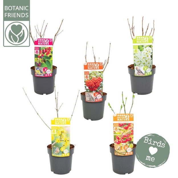 Image de N2N Bird - Aronia arbutifolia ‘Brilliant’