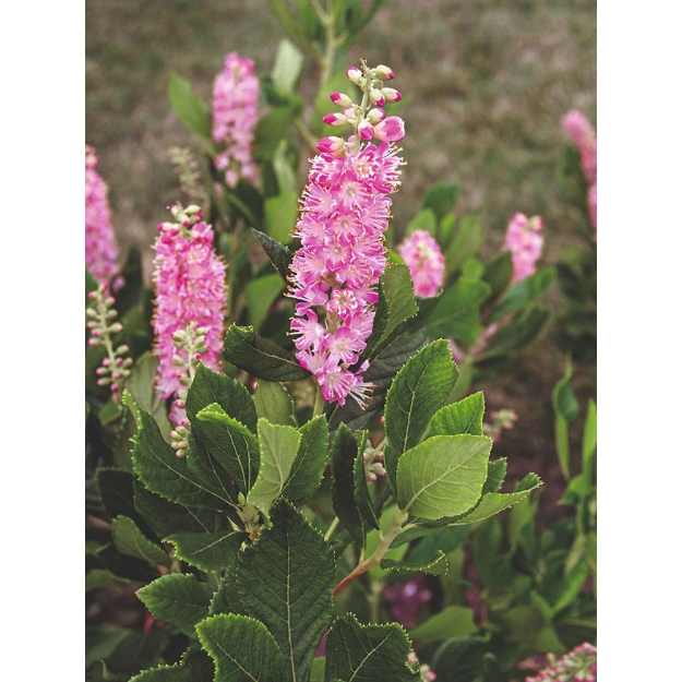 Image de N2N Butterfly - Clethra alnifolia ‘Ruby Spice’