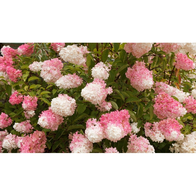 Image de N2N Butterfly - Hydrangea pan. ‘Pink Diamond’