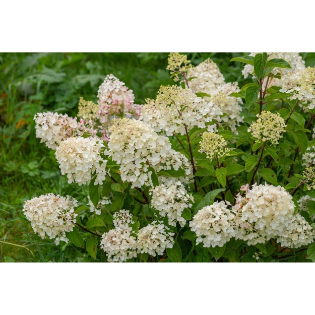 Image de N2N Butterfly - Hydrangea pan. ‘Silver Dollar’