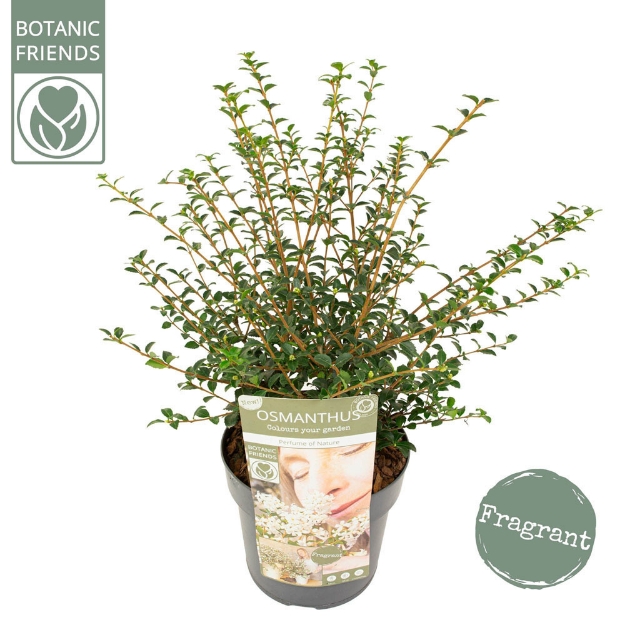 Image de Osmanthus del. 'Perfume of Nature'® (PBR)