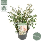 Image de Osmanthus del. 'Perfume of Nature'® (PBR)