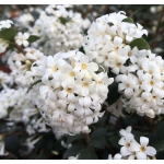 Image de Osmanthus del. 'Perfume of Nature'® (PBR)