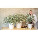 Image de Osmanthus del. 'Perfume of Nature'® (PBR)