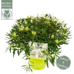 Image de Rhododendron Azalea StarStyle® 'white' (PBR)
