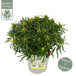 Image de Rhododendron Azalea StarStyle® 'white' (PBR)