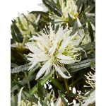 Image de Rhododendron Azalea StarStyle® 'white' (PBR)