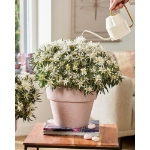 Image de Rhododendron Azalea StarStyle® 'white' (PBR)