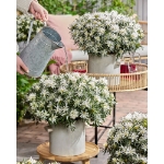 Image de Rhododendron Azalea StarStyle® 'white' (PBR)
