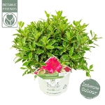 Image de Rhododendron 'Bollywood'® (PBR)