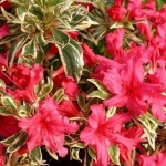 Image de Rhododendron 'Bollywood'® (PBR)
