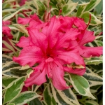 Image de Rhododendron 'Bollywood'® (PBR)