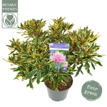 Image de Rhododendron ponticum 'Variegatum'