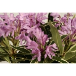 Image de Rhododendron ponticum 'Variegatum'