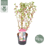 Image de Ribes sang. 'Amore' (PBR)