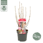 Image de Ribes sang. 'Amore' (PBR)