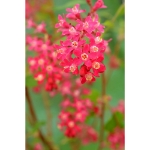 Image de Ribes sang. 'Amore' (PBR)