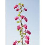 Image de Ribes sang. 'Amore' (PBR)