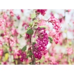 Image de Ribes sang. 'Amore' (PBR)