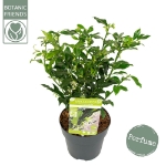 Image de Sarcococca confusa