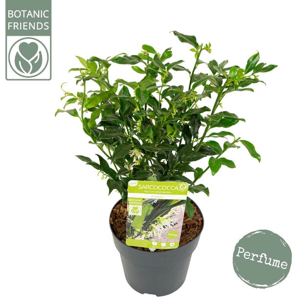 Image de Sarcococca confusa