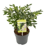 Image de Sarcococca confusa