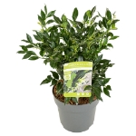 Image de Sarcococca confusa