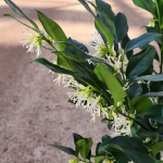 Image de Sarcococca confusa