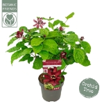 Image de Sinocalycanthus raul. 'Hartlage Wine' (PBR)