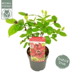 Image de Sinocalycanthus raul. 'Hartlage Wine' (PBR)