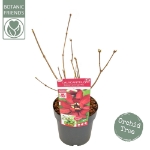 Image de Sinocalycanthus raul. 'Hartlage Wine' (PBR)