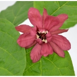 Image de Sinocalycanthus raul. 'Hartlage Wine' (PBR)