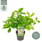 Image de Sinocalycanthus raul. 'Venus' (PBR)