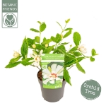 Image de Sinocalycanthus raul. 'Venus' (PBR)