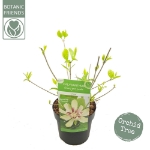 Image de Sinocalycanthus raul. 'Venus' (PBR)