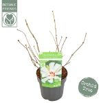 Image de Sinocalycanthus raul. 'Venus' (PBR)