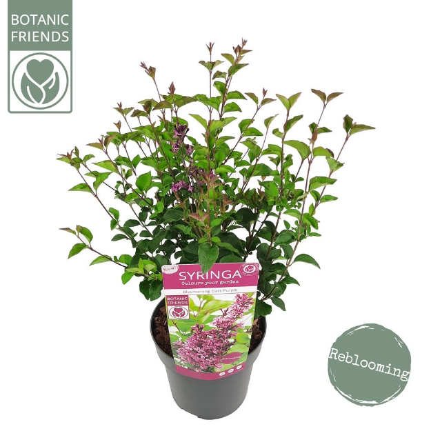 Image de Syringa Bloomerang® 'Dark Purple' (PBR)